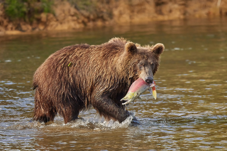Kamchatka Brown Bear with Sockeye Salmon