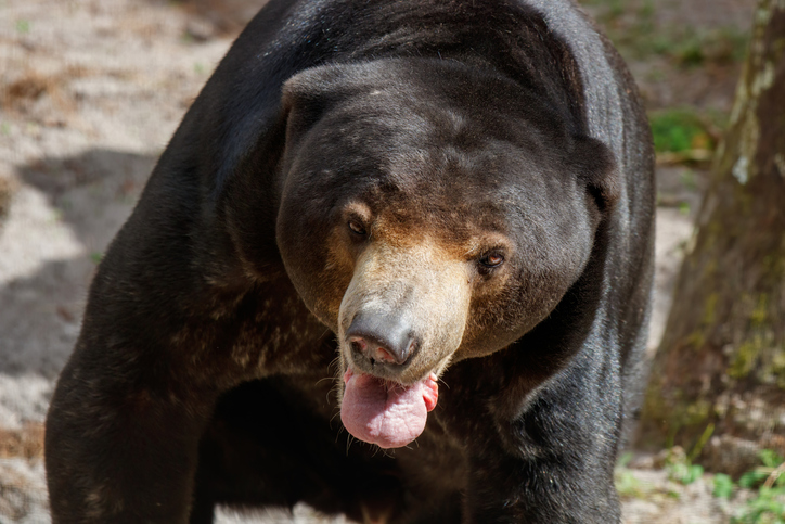 Sun bear