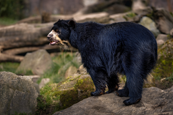 Side view of sloth bear standing on rock