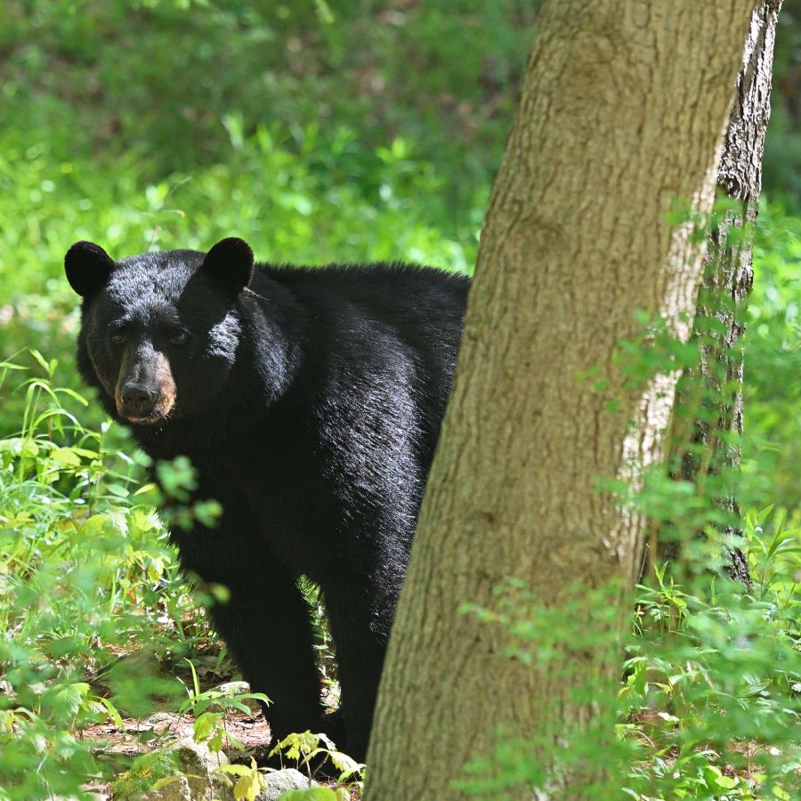 Bear encounter