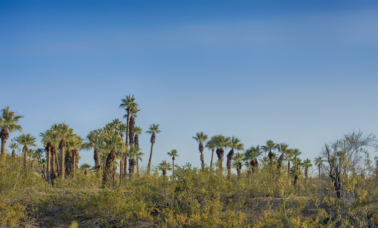 Palm trees in Papago park in Phoenix, AZ