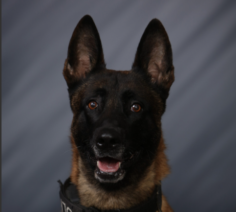 A Photo of Greenfield Police K-9 Ace
