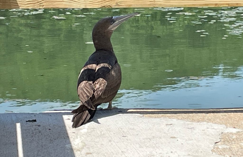 Brown Booby Spotted at Spring Mill State Park