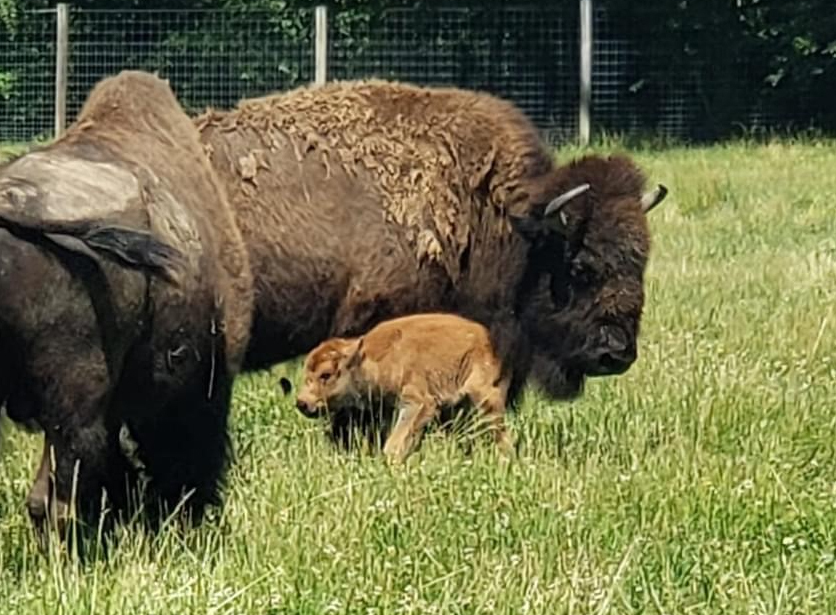 Calf Bison Surrounded by others at Ouache State Park in Indiana
