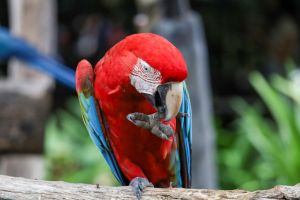 Close up head the red macaw parrot bird in garden