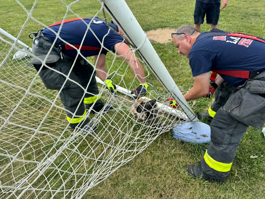 IFD RESCUE OWL TRAPPED IN SOCCER NET