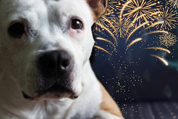 Dog afraid of fireworks