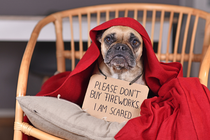 Dog with sign 'Please don't buy fireworks. I am scared' hiding under blanket