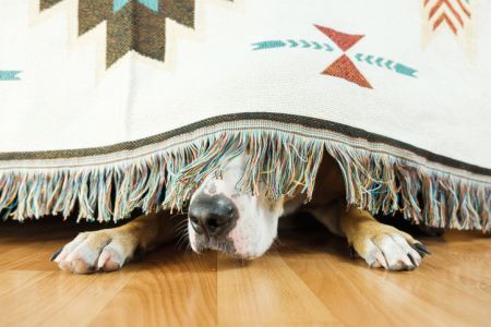 La mayoría (60%) de los dueños de mascotas está de acuerdo en que la exactitud de los datos de identificación es extremadamente importante para la seguridad de su mascota, pero a pesar de ello, casi un tercio (30%) de los propietarios de mascotas admite que han pasado seis meses o más desde la última vez que comprobó la exactitud y legibilidad de la placa de identificación o el microchip de su mascota.
