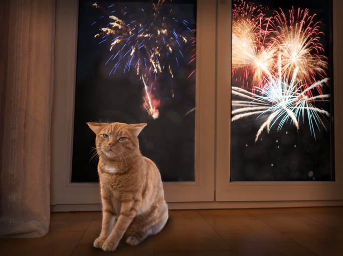 Cat afraid of firework