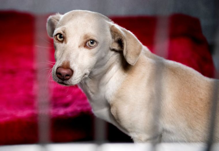 42% of pet parents say their dog has tried to run away during fireworks in the past, and of them, 34% say their pet’s escape attempt was successful.