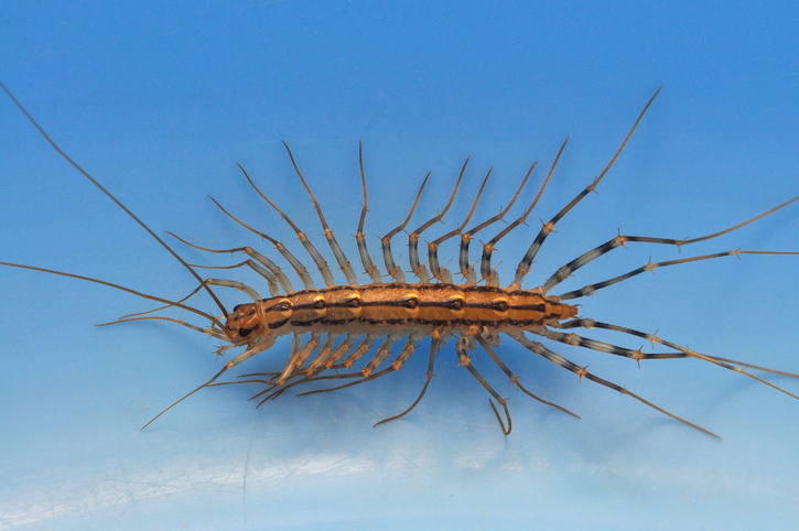 Giant centipede in the house. Emetophobia, afraid of the big bugs.