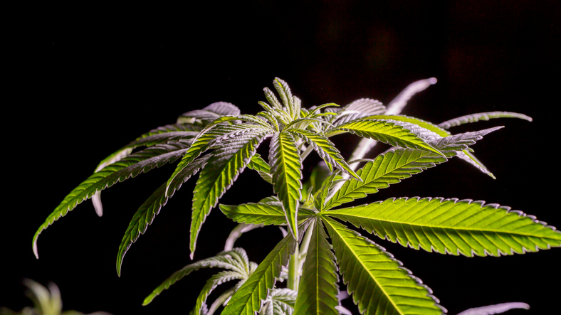 NCAA removes cannabis from list of banned drugs during championships