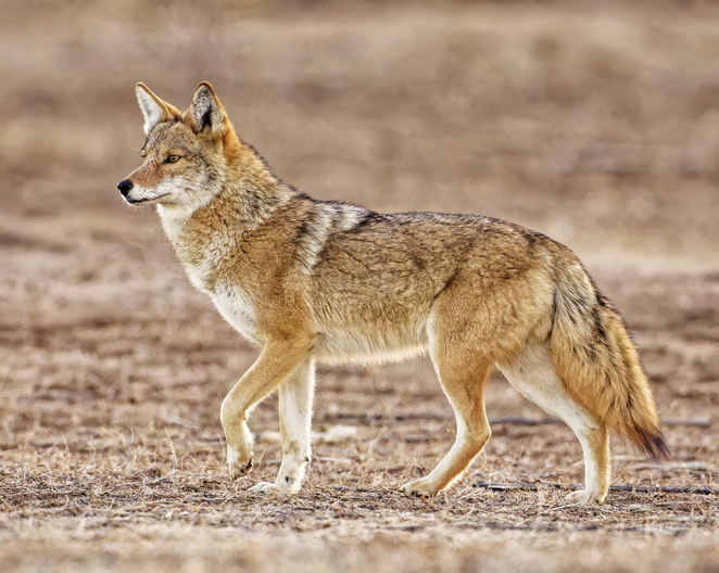 Gorgeous Western Coyote With Beautiful Fur Poses