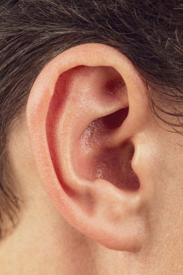 Human outer ear, structure of the auricle, external auditory canal, concept of hearing problems, Anatomy of the auricle cartilage tragus antitragus