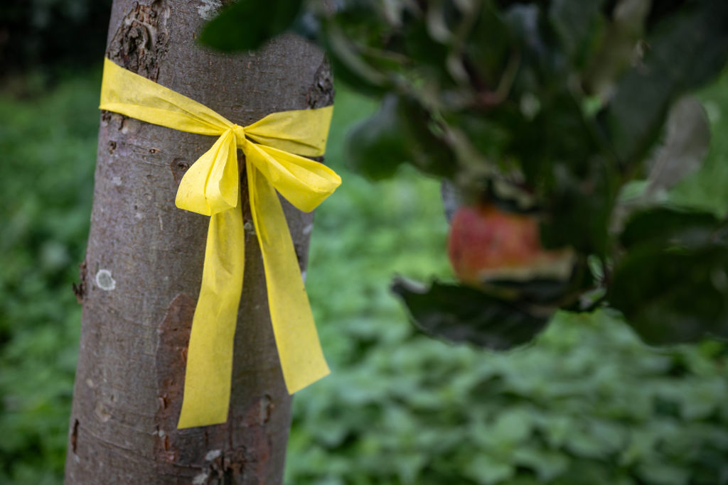Yellow ribbon shows: Here you can pick fruit