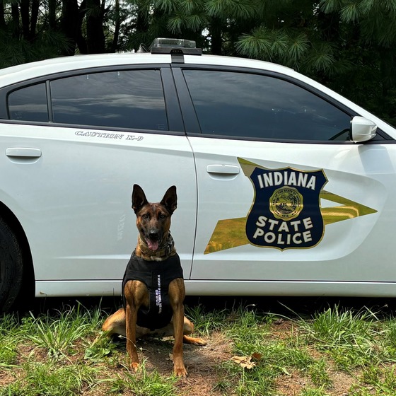 Police K9 Daisy Posing In Their New Protective Vest