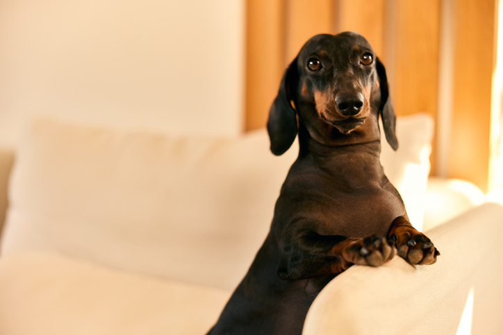 Did this Dog set a world record for longest fart?