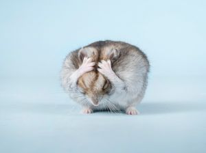 Close-up of mouse against white background