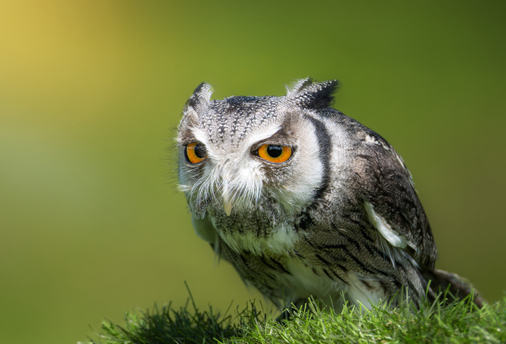 Bridezilla Chooses Owl as Ring Bearer