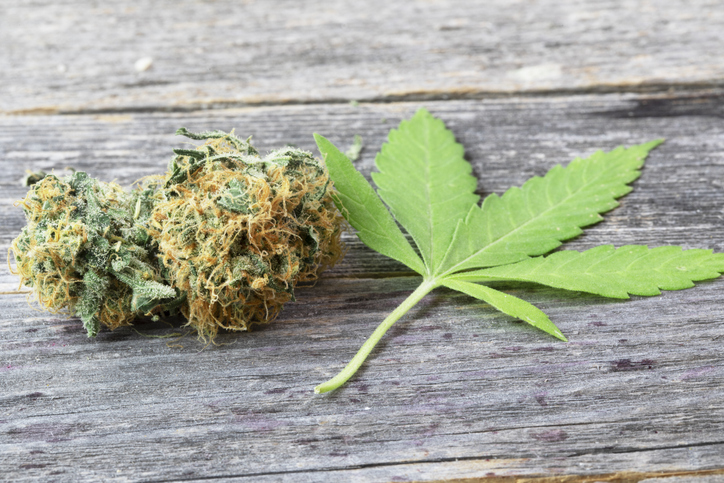 Close-up of marijuana on table