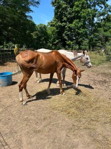 Image of Animals Rescued in Owen County