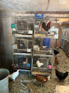 Image of Animals Rescued in Owen County