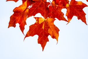 Maple leaves on a tree in September in Wisconsin.