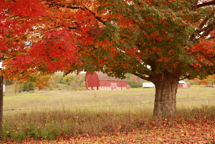 Red leaved tree and barn