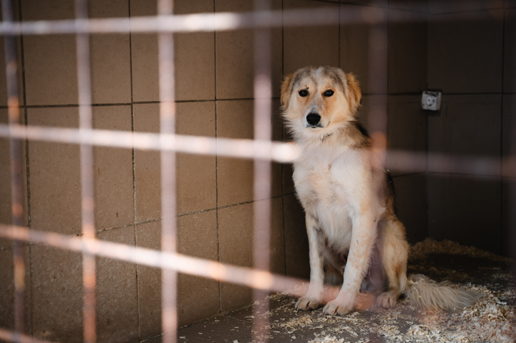 Indy animal care workers fired for checking adopter criminal history