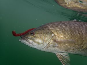 Smallmouth Bass Underwater Hooked in Mouth Oregon Lake Willamette Valley