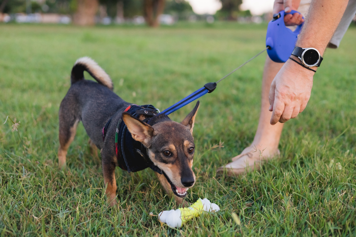 Portait of multi-breed small dog walking and playing with owner in public park, young playful puppy