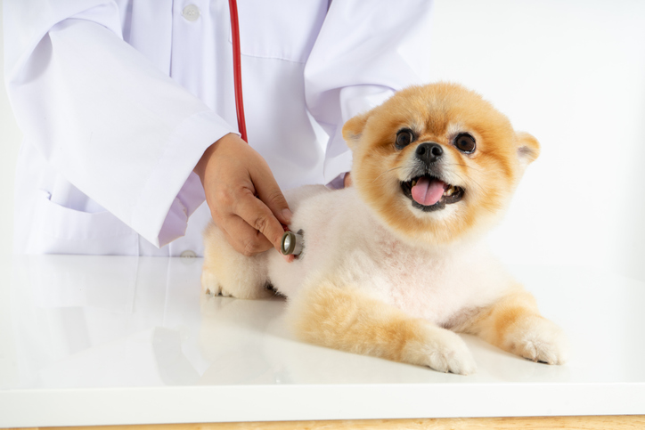 Studio Shot Of Little Pomeranian Dog Is Being Checked Up By Veterinarian With Stethoscope