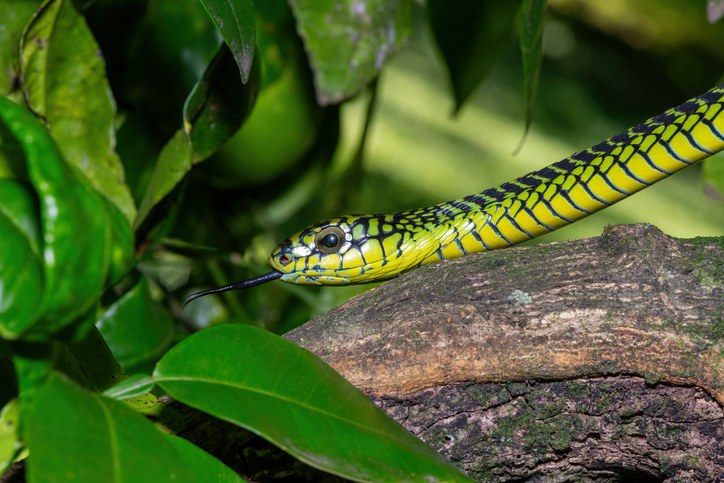 Adult male boomslang (Dispholidus typus), also known as a tree snake or African tree snake