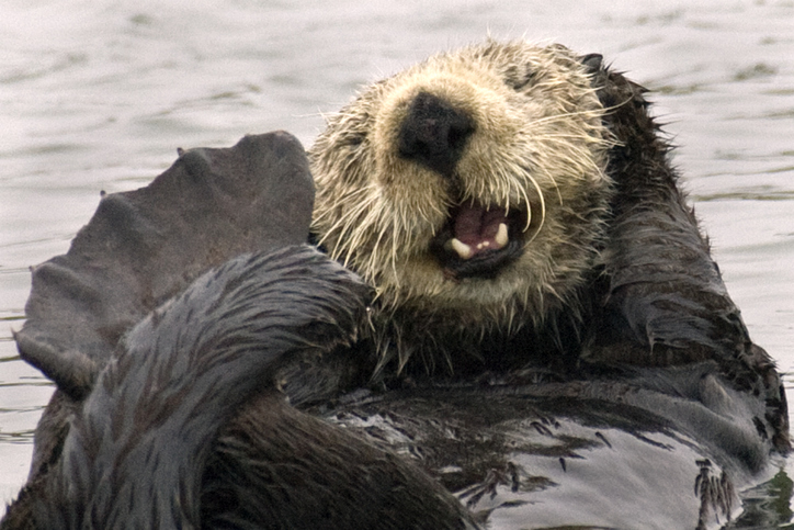California (Southern) Sea Otter floating on it's back sleeping close-up