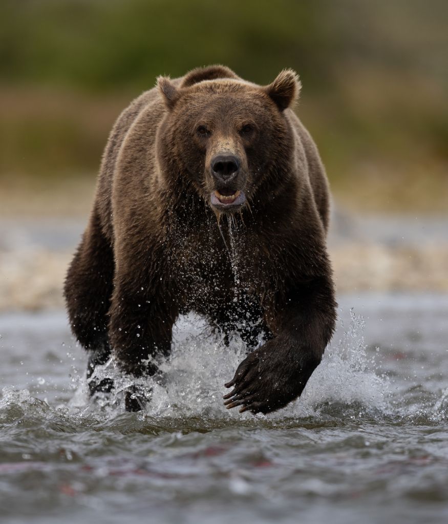 Grizzly Bear's are just as strong as you think!