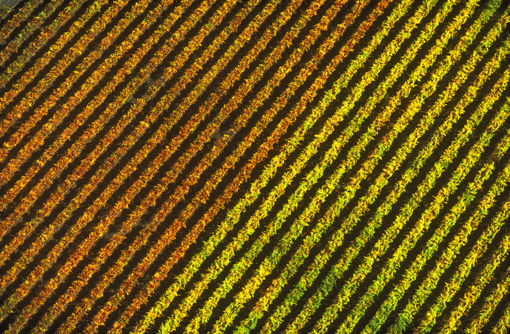 Aerial of fall vineyard in Napa Valley