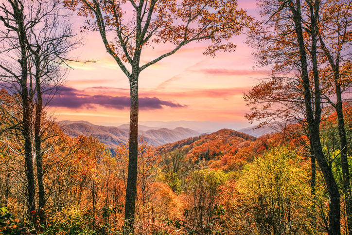 Smokey Mountain Autumn Leaves