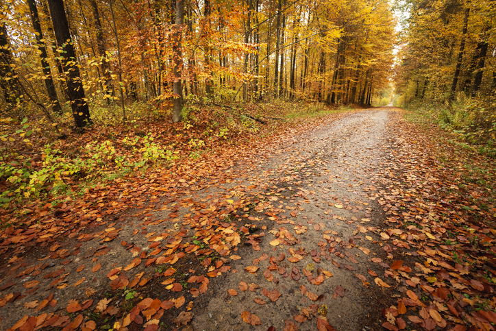 Fallen leaves on a wet dirt road in the autumn forest