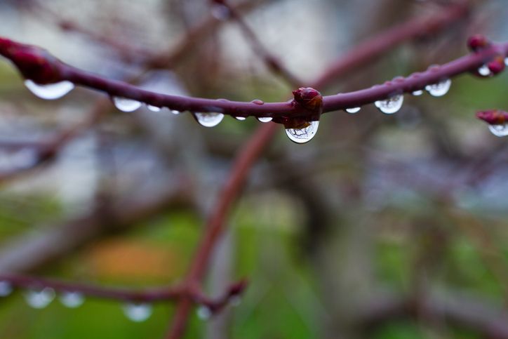 Water Droplets on Budding Branch in Soft Morning Light Close-Up
