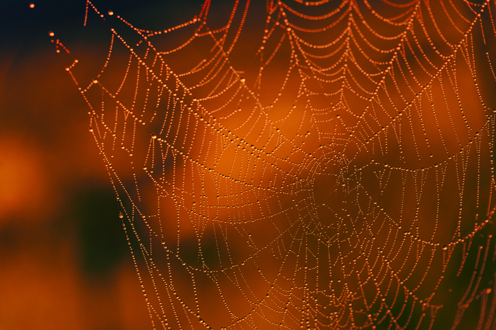 Spider Web on Orange Background for Halloween