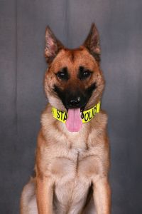 Image of K-9 Apache
