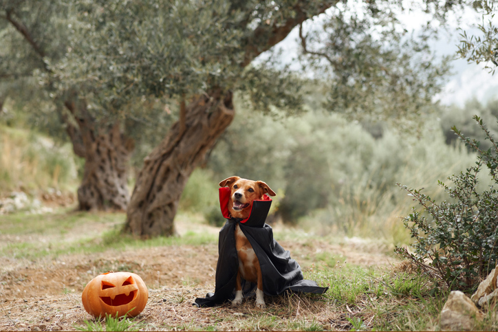 Dog in vampire costume with a pumpkin outdoors