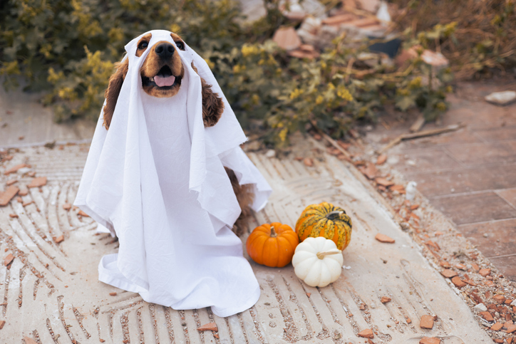 A dog dressed as a ghost with pumpkins during a cheerful autumn celebration