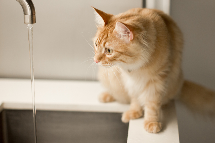 A ginger cat curiously observes running water from a tap, its fur glowing softly under the light