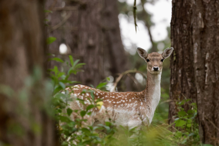 Cute fallow deer between the trees. Nature reserve Oranjezon. Zeeland