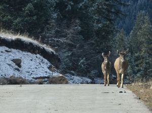 CHINA-SICHUAN-DUOPUGOU SCENIC SPOT-SCENERY (CN)