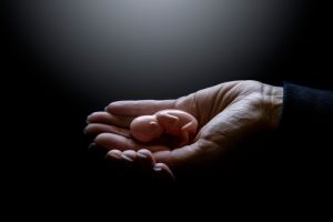 White Light Illuminating a Model of a 2 Week Old Fetus in Female Hands