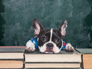 Cute puppy and old books. Studio shot