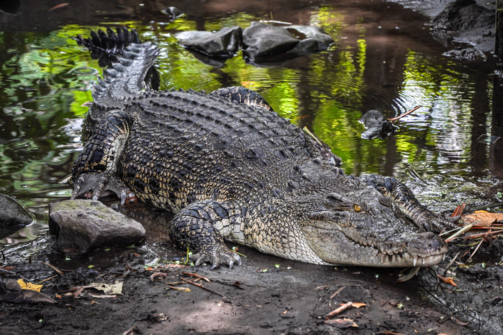 Close-up photo of The saltwater crocodile (Crocodylus porosus) is a crocodilian native to saltwater habitats, brackish wetlands and freshwater rivers. Concept for World Animal Day